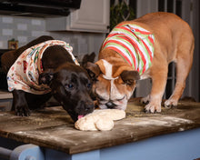 Load image into Gallery viewer, Christmas Stripes Dog Bandanas